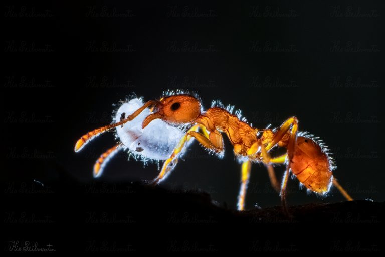 Erdei bütyköshangya