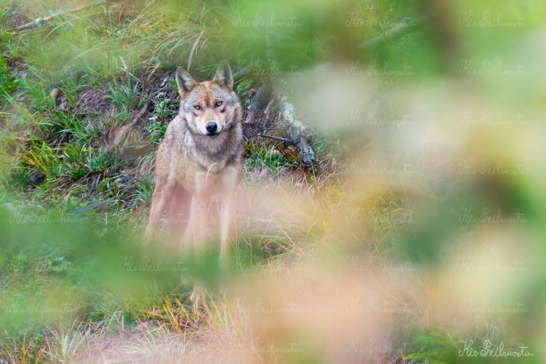 Szemtől szemben egy farkassal
