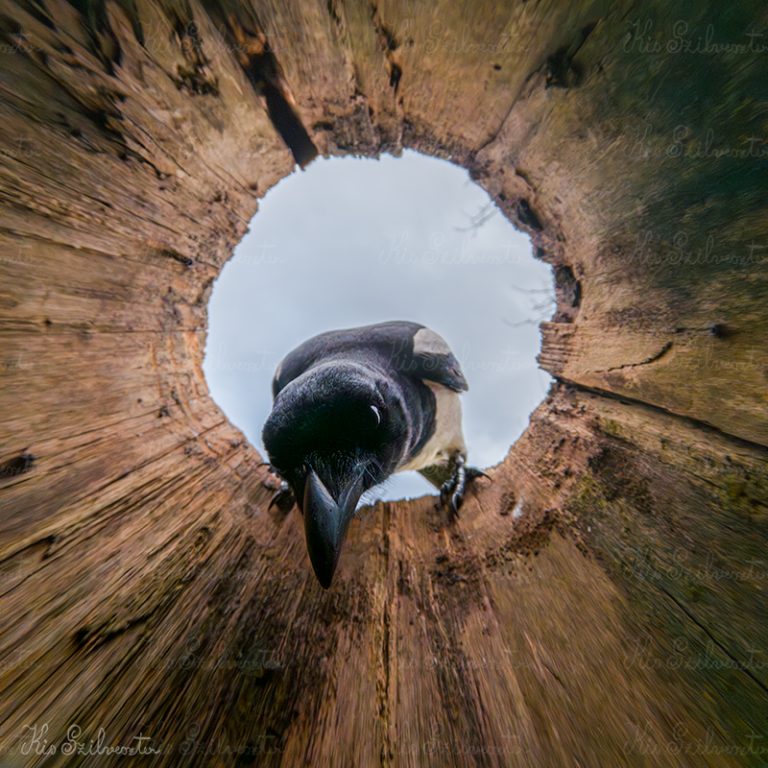 Csőrmester körülnéz