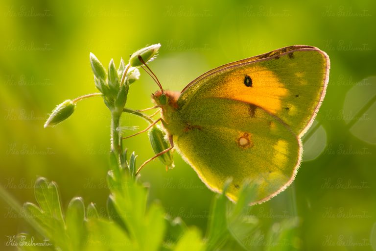 Narancsszínű kéneslepke