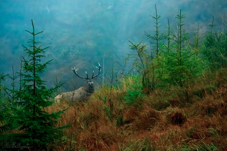 Gímszarvas a gyergyói hegyekben