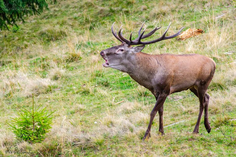 Gímszarvas és egy kis fenyő