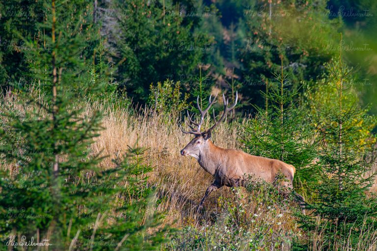 Gímbika a Kárpátokban