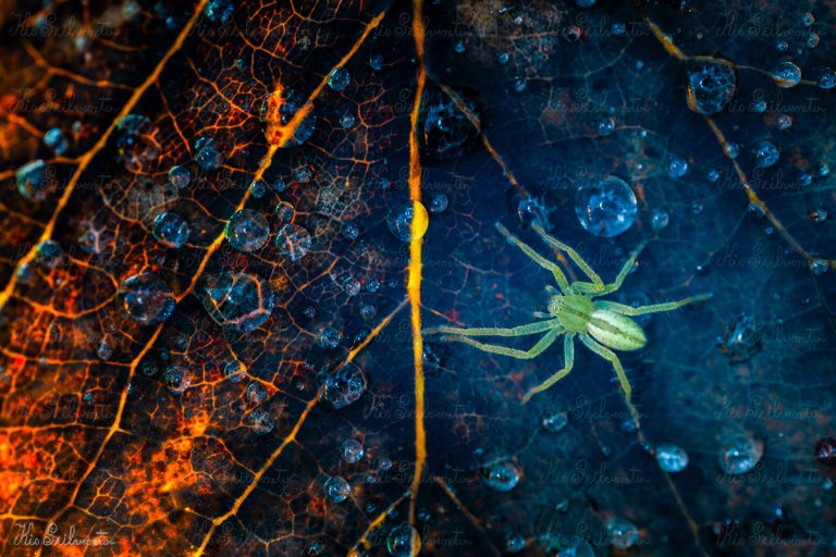 Őselemek bölcsője
