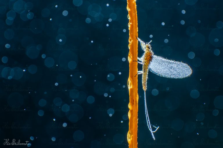 Kérész hajnali párában