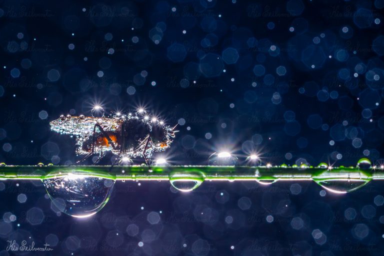 Csillagok születése