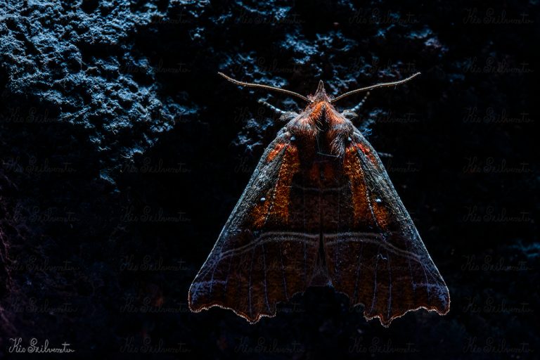 Vörös csipkésbagoly