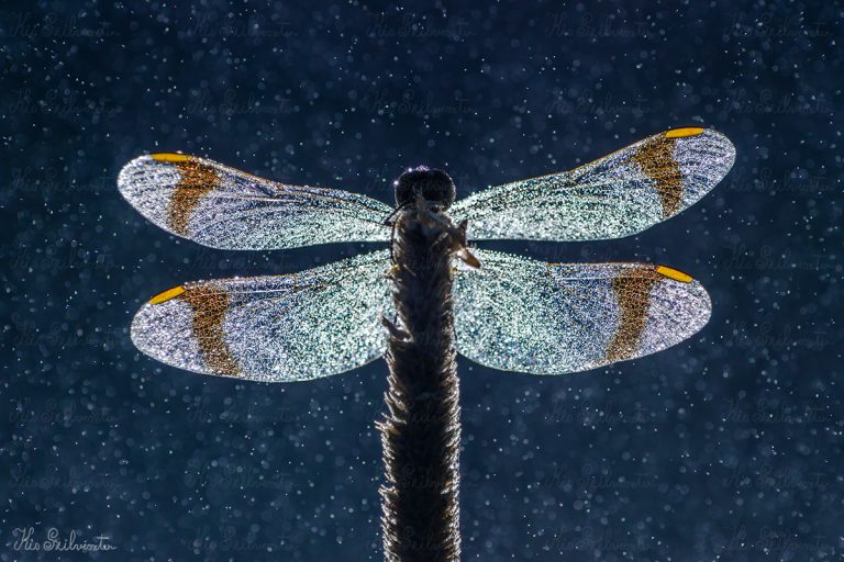 Ködben ébredt varázslat