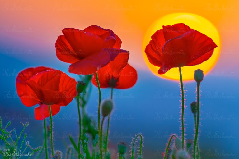 Pipacsok naplementében