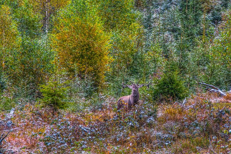 Szarvasbőgés szeptemberi havas tájban