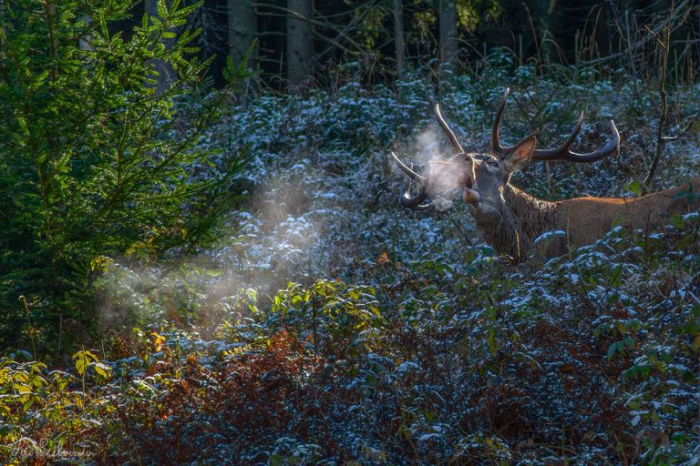 Zengnek a gyergyói havasok!